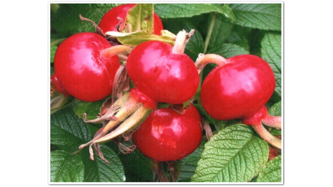 Шиповник Яблочный в строительном магазине