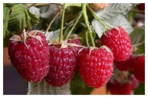 Малина Награда в строительном магазине