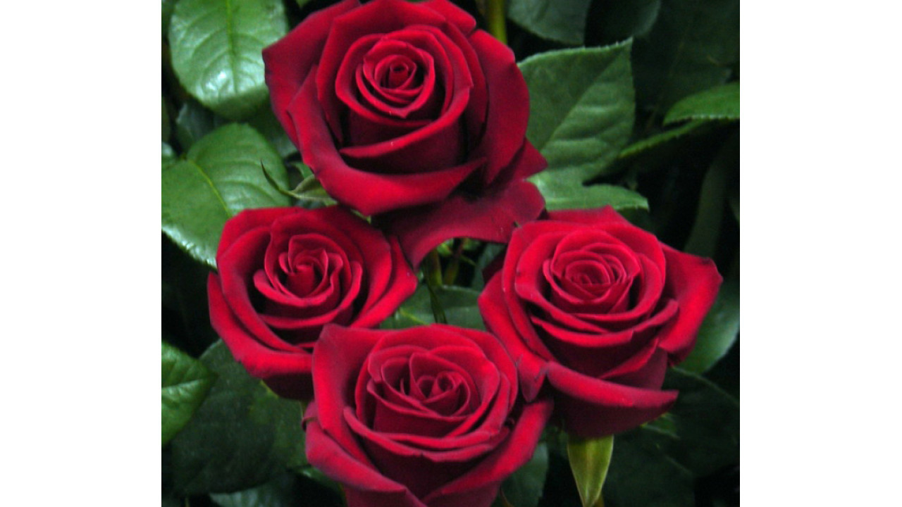 Красное саженцы роз