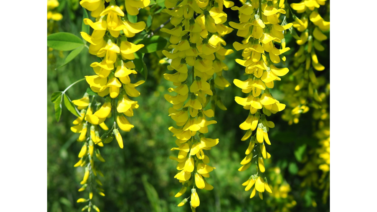 Акация Аннис Голден Каскад в строительном магазине