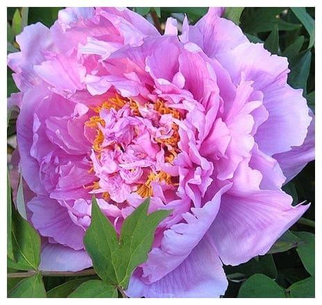 Пион Цветочная роса в строительном магазине