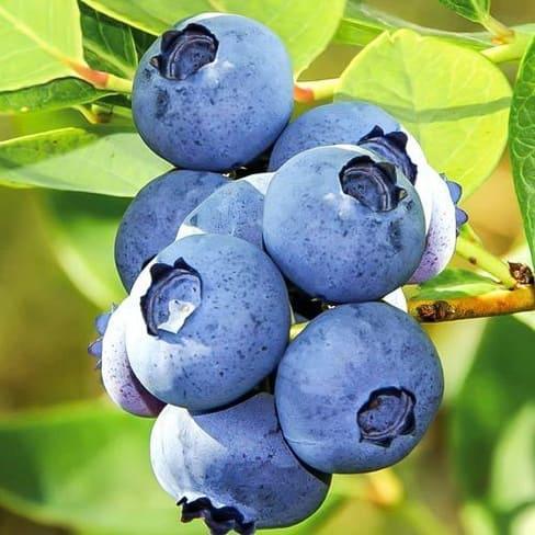 Черника Блю Стар в строительном магазине