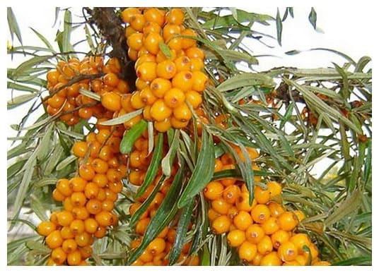 Облепиха Подарок саду в строительном магазине