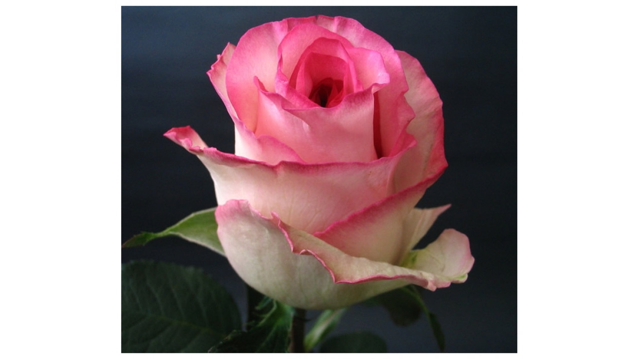 Чайно гибридные розы дольче вита фото и описание