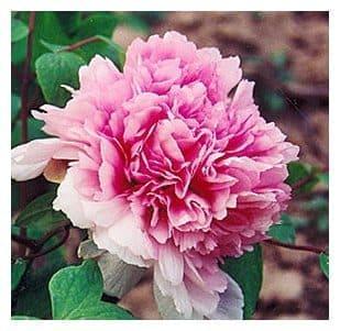 Пион Розовое серебро в строительном магазине