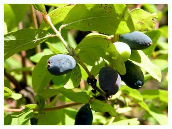 Жимолость Синяя птица в строительном магазине