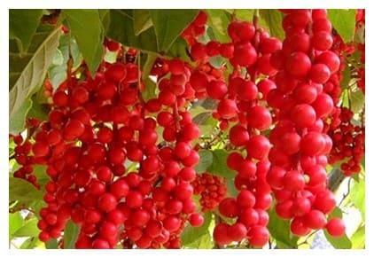 Лимонник Китайский Первенец в строительном магазине