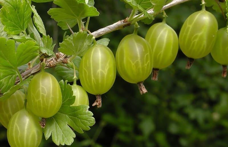 Крыжовник Малахит в строительном магазине