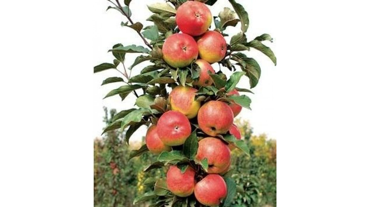 Гирлянда колоновидная яблоня описание фото
