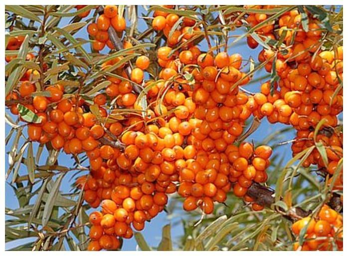 Облепиха Янтарная в строительном магазине