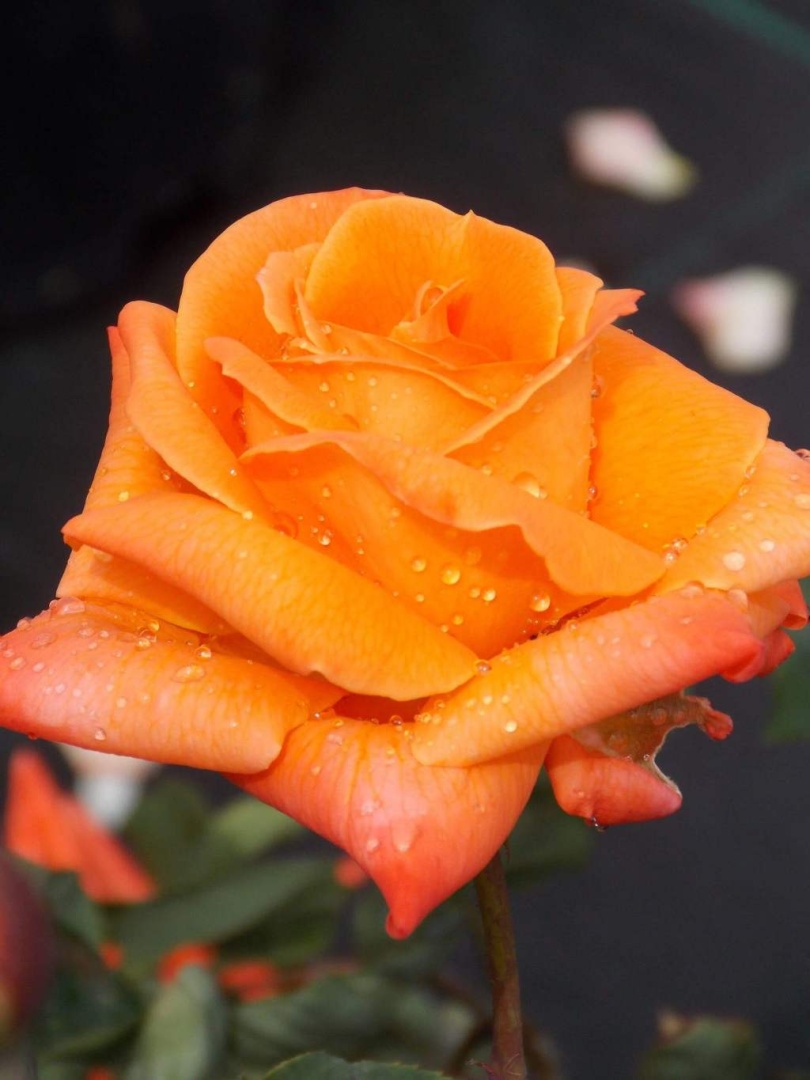 Роза Ловерс Митинг в строительном магазине