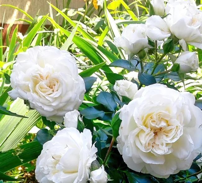 Роза Вайт Мейдиланд в строительном магазине