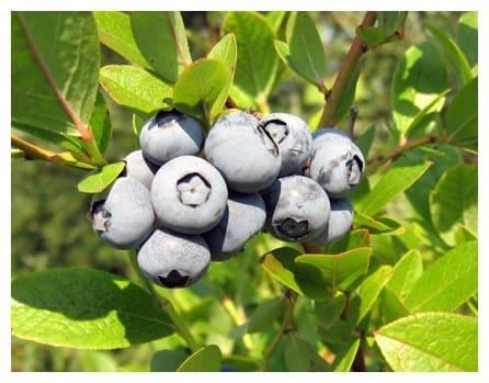 Голубика Ранкокас в строительном магазине