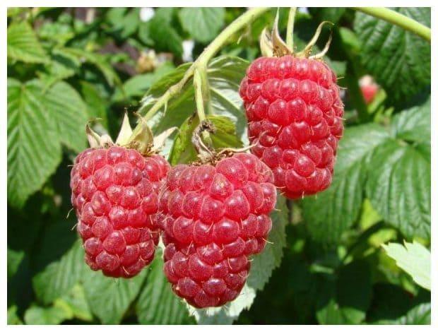 Малина Атлант в строительном магазине