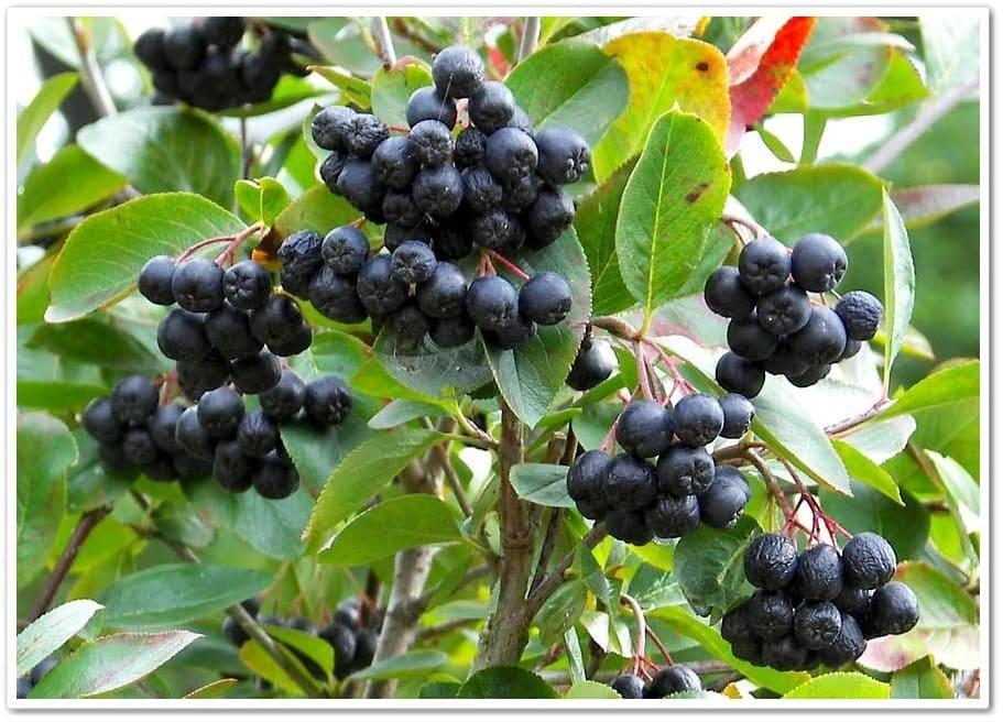 Арония Черноплодная Белдер в строительном магазине