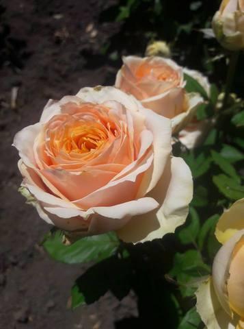 Роза Шукрани в строительном магазине