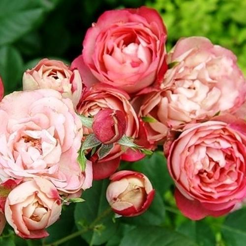 Роза Акрополис в строительном магазине