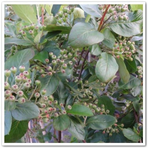 Арония Черноплодная Арон в строительном магазине