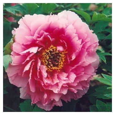 Пион Розовый Лотос в строительном магазине