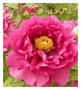 Пион Восход в строительном магазине