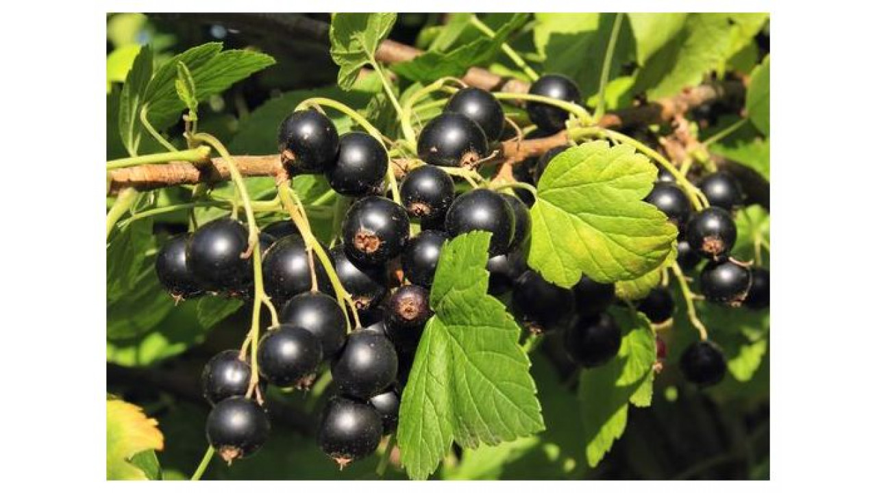 Смородина черная Измайловская в строительном магазине