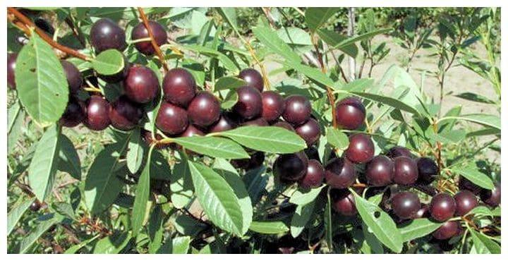 Войлочная вишня Алиса в строительном магазине