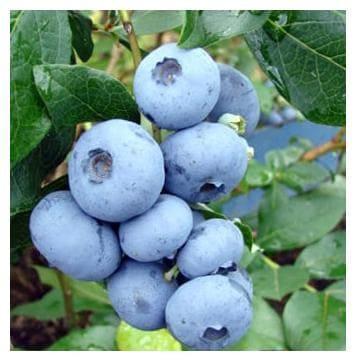 Черника Нельсон в строительном магазине