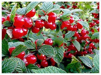 Войлочная вишня Лето в строительном магазине