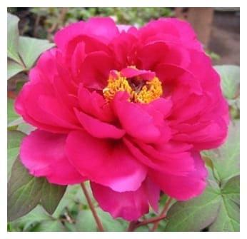 Пион Пурпурная бабочка в золоте в строительном магазине