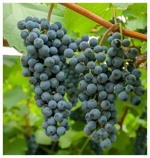 Виноград Таежный в строительном магазине