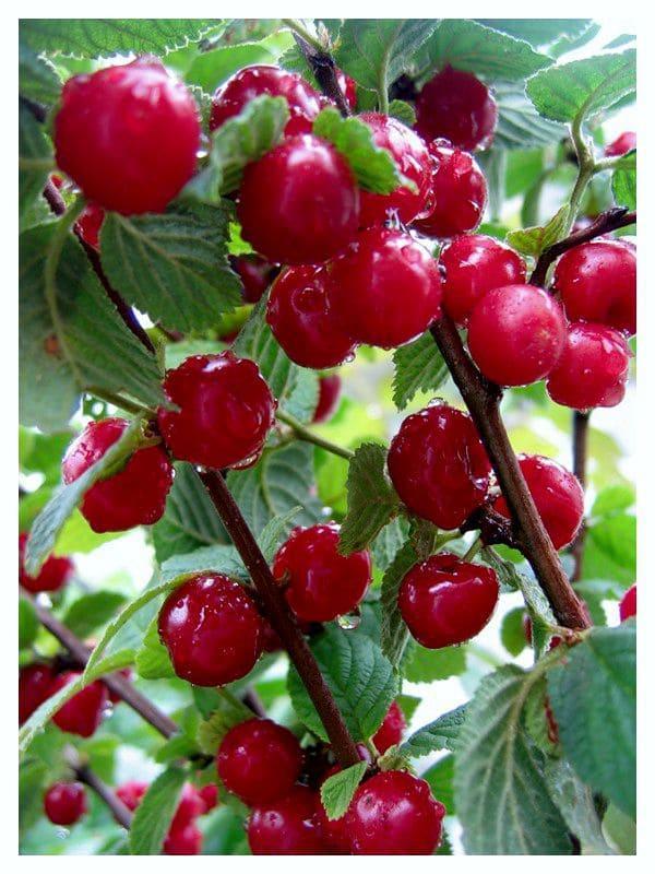 Войлочная вишня Мечта в строительном магазине