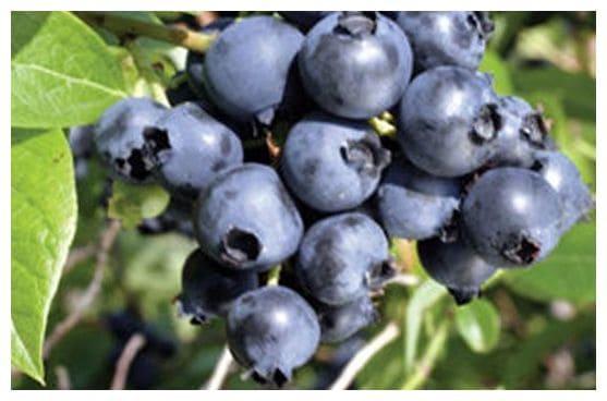 Черника Блю Голд в строительном магазине