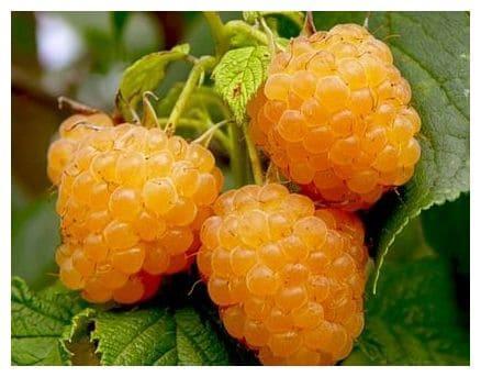 Малина Золотой Гигант в строительном магазине