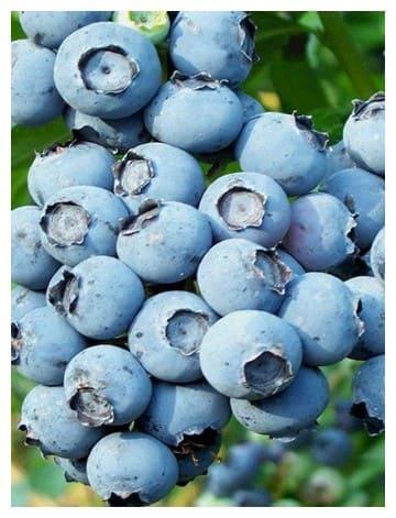 Черника Саншайн в строительном магазине