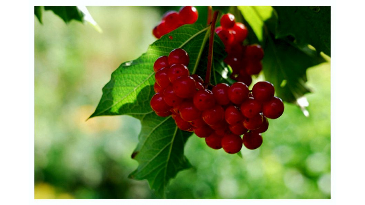 Калина садовая Таежные рубины в строительном магазине