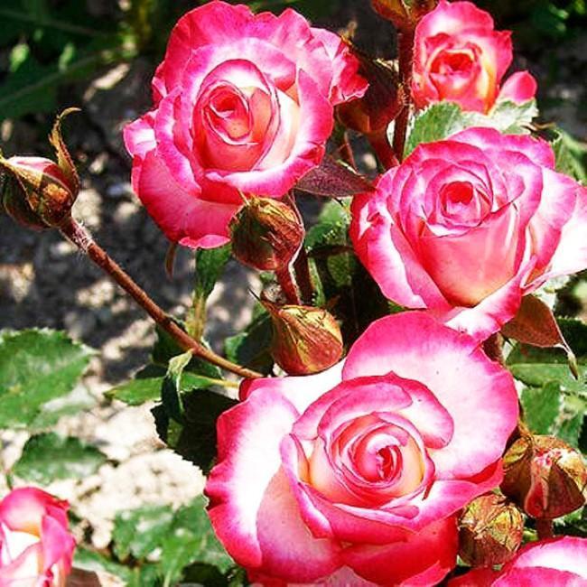 Роза Арифа в строительном магазине