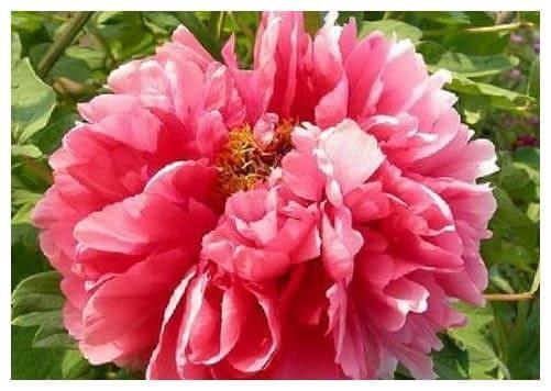 Пион Очаровательная Весна в строительном магазине