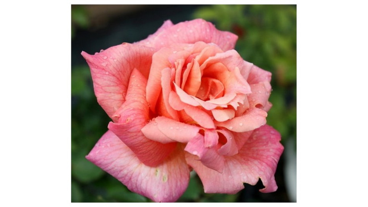 Роза Синьора в строительном магазине