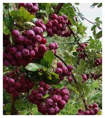 Рябина Ликерная в строительном магазине