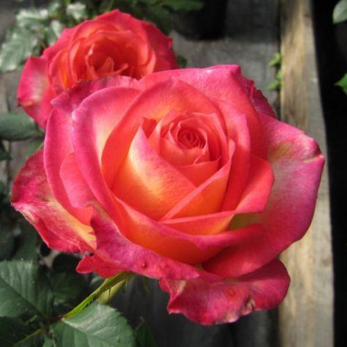 Роза Утопия в строительном магазине