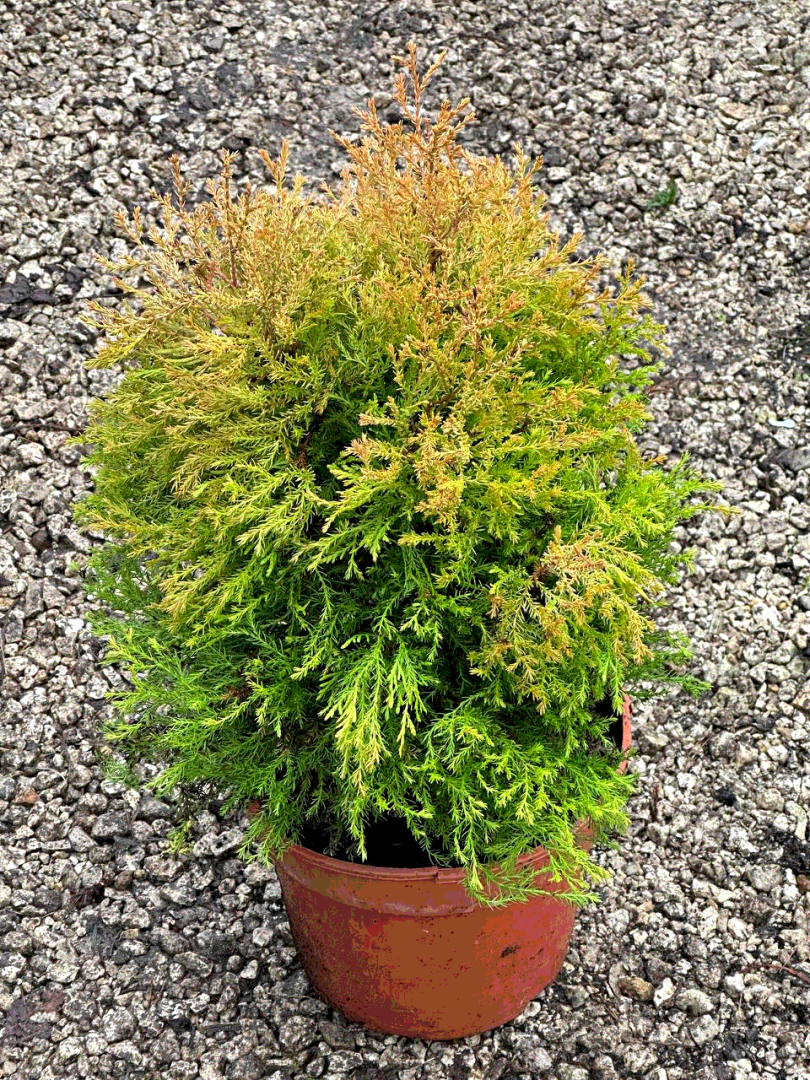 Туя зап. RHEINGOLD - Контейнер: С-5 Высота: 30-40 см - 3500₽ в строительном магазине