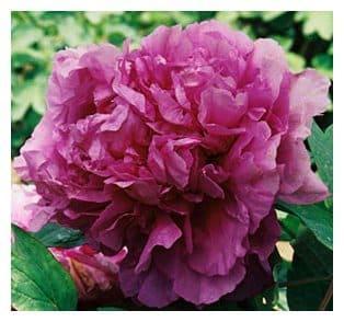 Пион Пурпурная ночь в строительном магазине