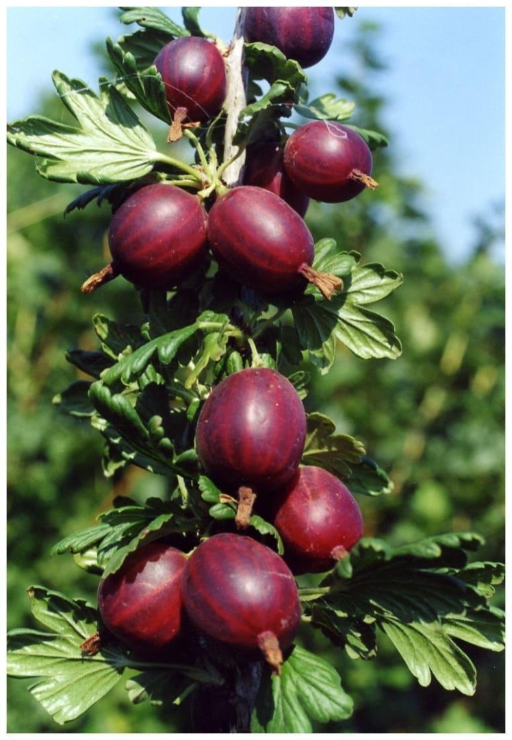 Крыжовник Черносливовый в строительном магазине