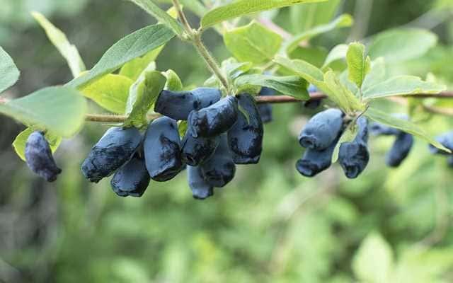 Жимолость Скороплодная в строительном магазине