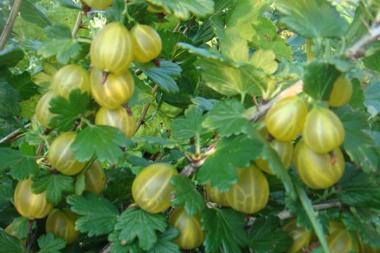 Крыжовник Юбилейный в строительном магазине