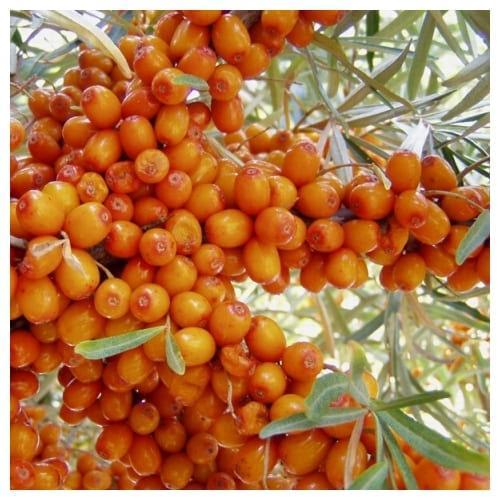 Облепиха Ажурная в строительном магазине