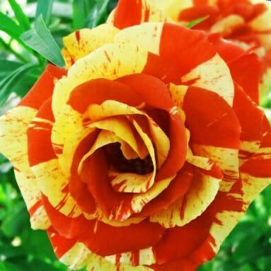 Роза Орандж энд Лемон в строительном магазине