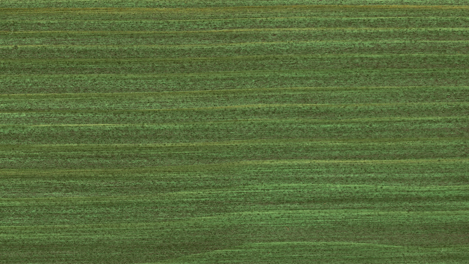 Масло-лазурь для древесины "Holzschutz Öl-Lasur" OSMO (Осмо) защитное 729 (темно-зеленое) 0,75л в строительном магазине