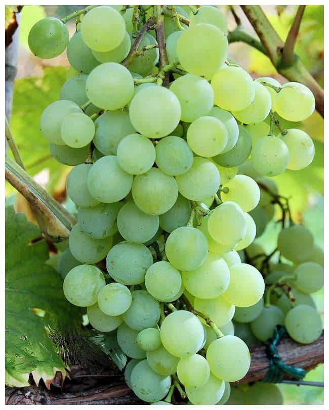 Виноград Краса севера в строительном магазине