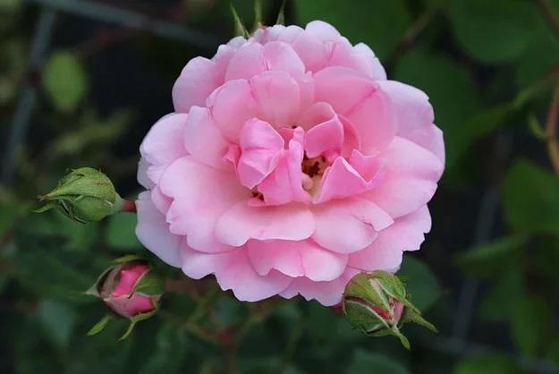 Роза Боника в строительном магазине